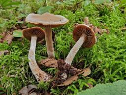 Cortinarius lucorum