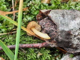 Pluteus romellii