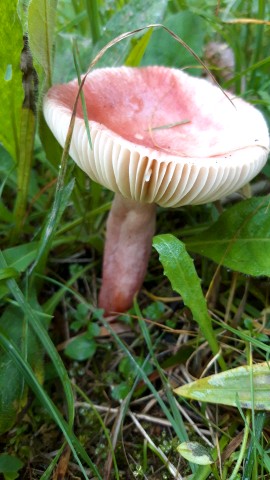 Russula queletii