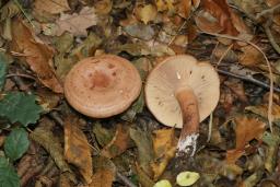 Lactarius quietus