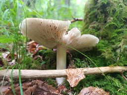 Megacollybia platyphylla
