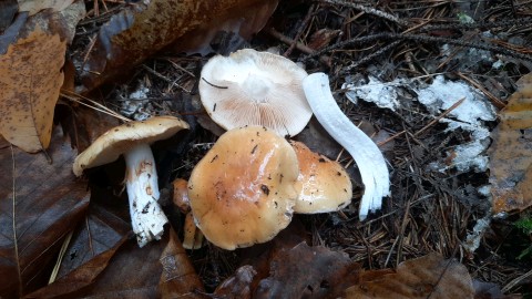 Cortinarius sebaceus