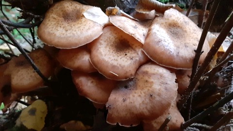 Armillaria mellea