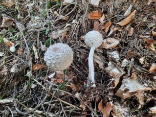 Chlorophyllum olivieri