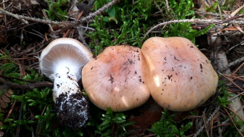 Cortinarius sebaceus