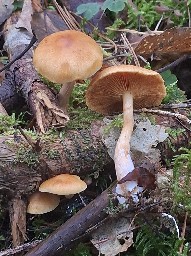 Gymnopilus penetrans