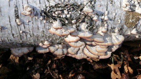 Trichaptum biforme