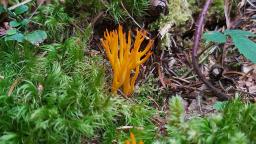 Calocera viscosa