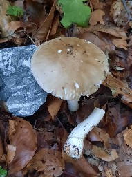 Amanita porphyria