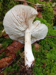 Megacollybia platyphylla