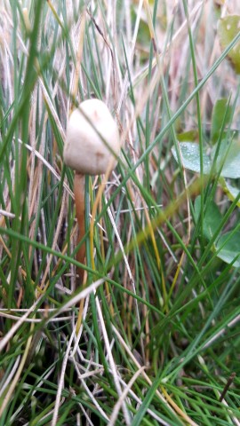 Psilocybe semilanceata