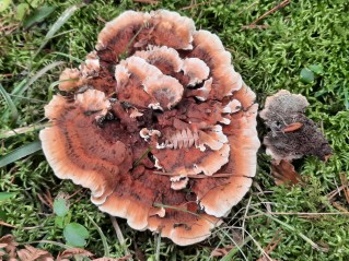 Hydnellum aurantiacum