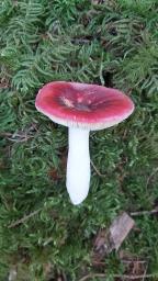 Russula aquosa