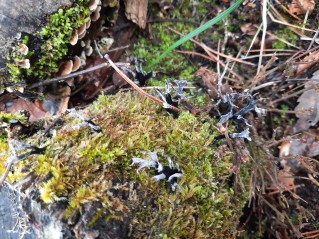 Xylaria hypoxylon