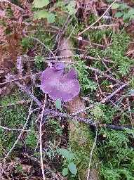 Laccaria amethystina