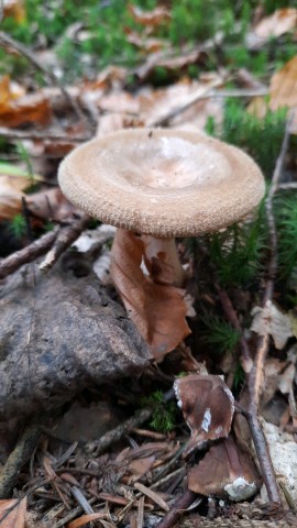 Paxillus involutus