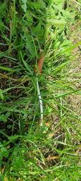 Conocybe deliquescens