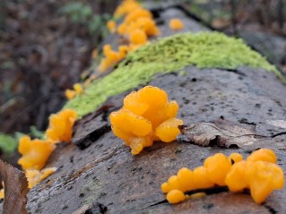 Dacrymyces chrysospermus
