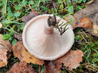 Lactarius pubescens