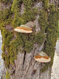 Ganoderma adspersum