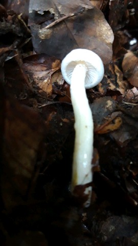 Hygrophorus eburneus