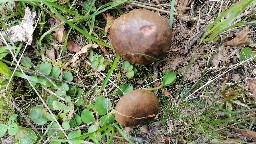 Cyanoboletus pulverulentus