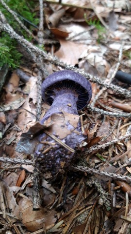 Cortinarius violaceus