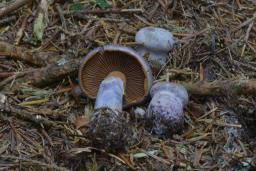 Cortinarius camphoratus