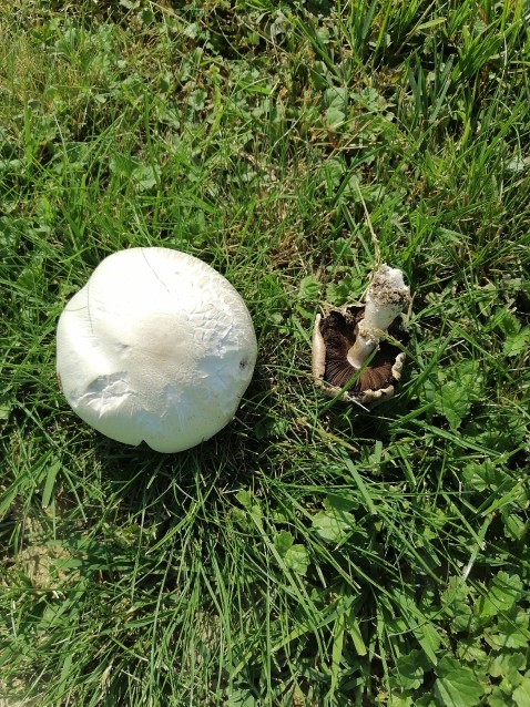 Agaricus campestris