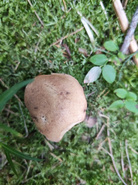 Tylopilus felleus