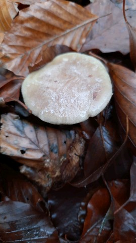 Lactarius blennius