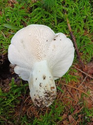 Lactifluus glaucescens