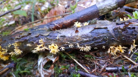 Calocera cornea