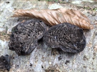 Daldinia concentrica