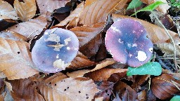 Russula violeipes