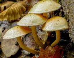 Pholiota gummosa