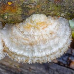 Stereum ochraceoflavum