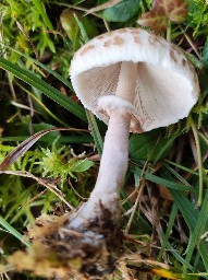 Macrolepiota mastoidea