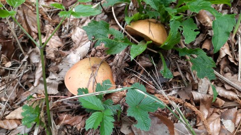 Suillellus mendax