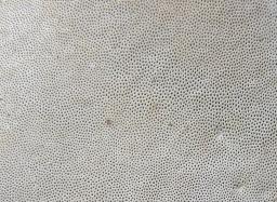 Ganoderma applanatum