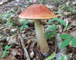 Leccinum aurantiacum