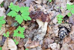 Gyromitra esculenta