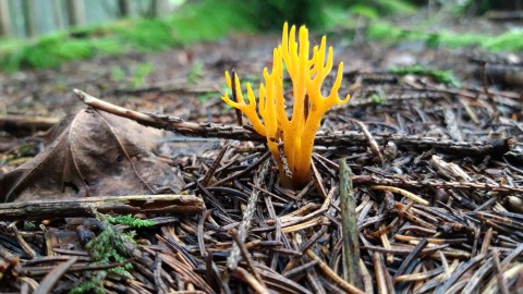 Calocera viscosa