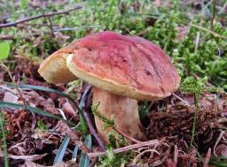 Hortiboletus bubalinus