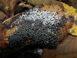 Ruzenia spermoides