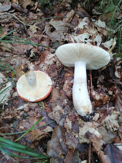 Russula aurora