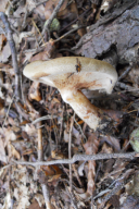 Paxillus involutus