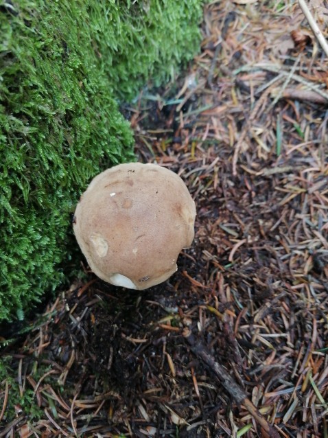 Tylopilus felleus