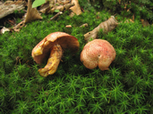 Cortinarius bolaris