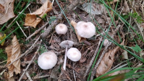 Mycena pura